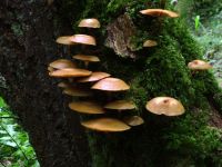 Kuehneromyces