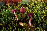 Laccaria