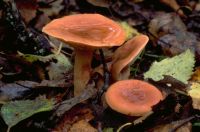 Lactarius