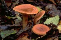 Lactarius