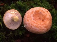 Lactarius