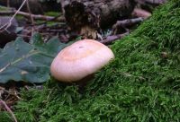 Lactarius