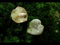 Lactarius