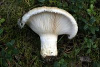 Lactarius