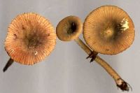 Lactarius