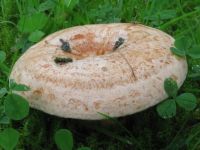 Lactarius