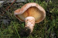 Lactarius