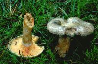 Lactarius