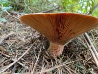 Lactarius