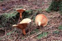 Lactarius