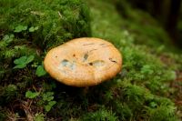 Lactarius