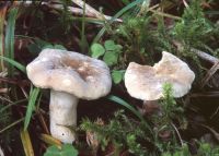 Lactarius