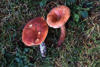 Lactarius