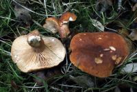 Lactarius