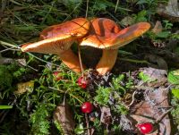 Lactarius