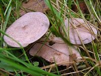 Lactarius