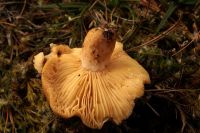 Lactarius