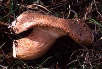 Lactarius