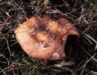 Lactarius