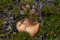 Lactarius