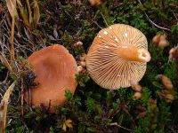 Lactarius