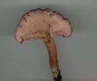 Lactarius