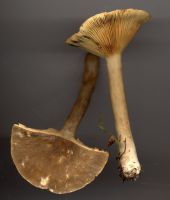 Lactarius