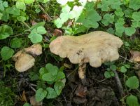 Lactarius