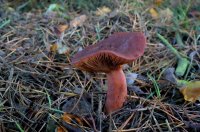 Lactarius