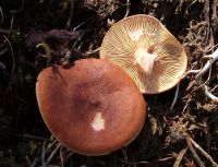 Lactarius