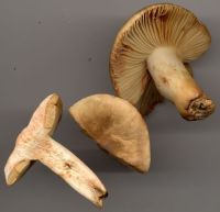 Lactarius