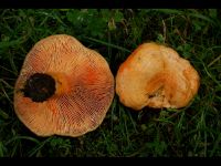 Lactarius