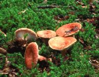 Lactarius