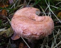 Lactarius