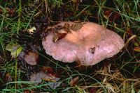 Lactarius