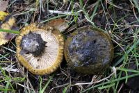 Lactarius