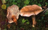 Lactarius