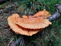 Laetiporus