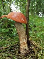 Leccinum