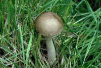 Leccinum