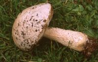 Leccinum