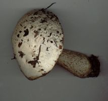 Leccinum