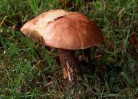 Leccinum