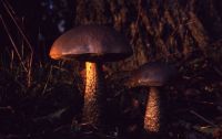 Leccinum