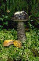 Leccinum