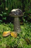 Leccinum