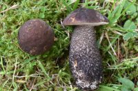 Leccinum