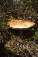 Leccinum