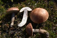 Leccinum