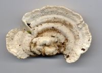 Trametes